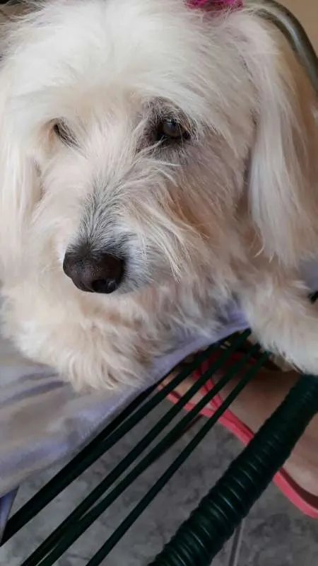 Cachorro ra a  idade 6 ou mais anos nome mel