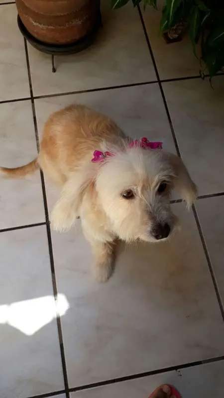 Cachorro ra a  idade 6 ou mais anos nome mel