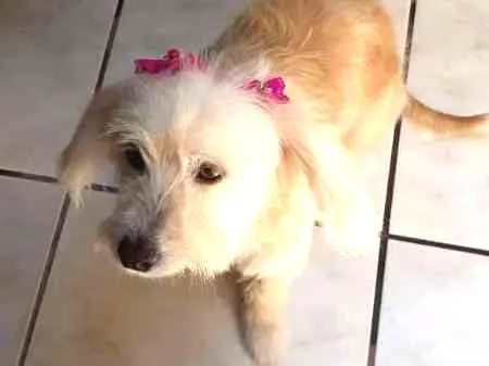 Cachorro ra a  idade 6 ou mais anos nome mel