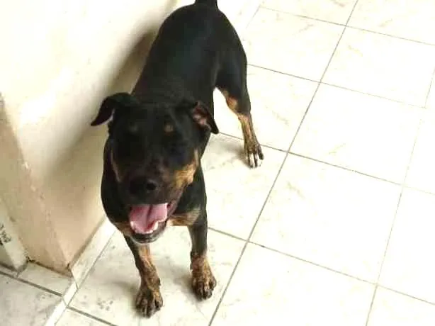 Cachorro ra a Labrador com vira lata idade 2 a 6 meses nome Thor