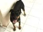 Cachorro raça Labrador com vira lata idade 2 a 6 meses nome Thor