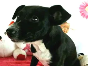 Cachorro raça sem raça definida idade 7 a 11 meses nome Hope e Mel 