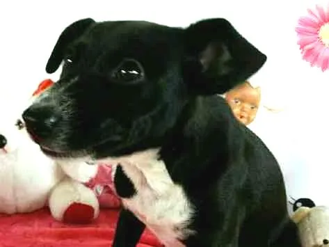 Cachorro ra a sem raça definida idade 7 a 11 meses nome Hope e Mel 