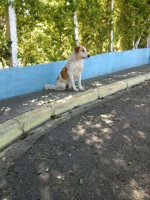Cachorro ra a SRD idade 2 anos nome peludo