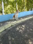 peludo