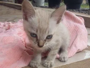 Gato raça  idade  nome S/N