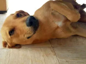 Cachorro raça Sem raça idade 1 ano nome Sem nome