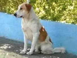 Cachorro ra a SRD idade 2 anos nome peludo