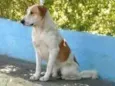 peludo