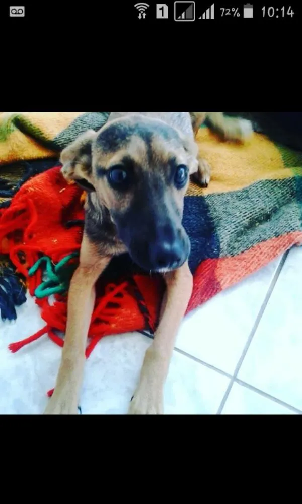 Cachorro ra a SRD idade 3 anos nome Belinha