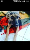 Belinha