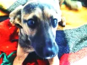 Cachorro raça SRD idade 3 anos nome Belinha