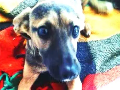 Cachorro ra a SRD idade 3 anos nome Belinha