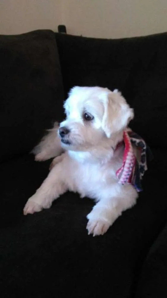 Cachorro ra a Lhasa com maltes     e shitzu idade 2 anos nome Bill  e  penelope