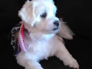 Cachorro raça Lhasa com maltes     e shitzu idade 2 anos nome Bill  e  penelope