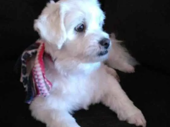 Cachorro ra a Lhasa com maltes     e shitzu idade 2 anos nome Bill  e  penelope