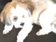 Penelope