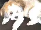 Cachorro raça Shitzu idade 2 anos nome Penelope