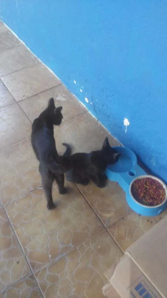 Gato ra a  idade 2 a 6 meses nome Chaninha e Black