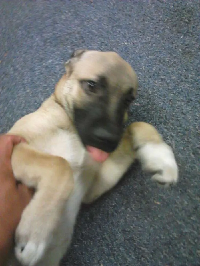 Cachorro ra a SRD idade 2 a 6 meses nome Sem.nome