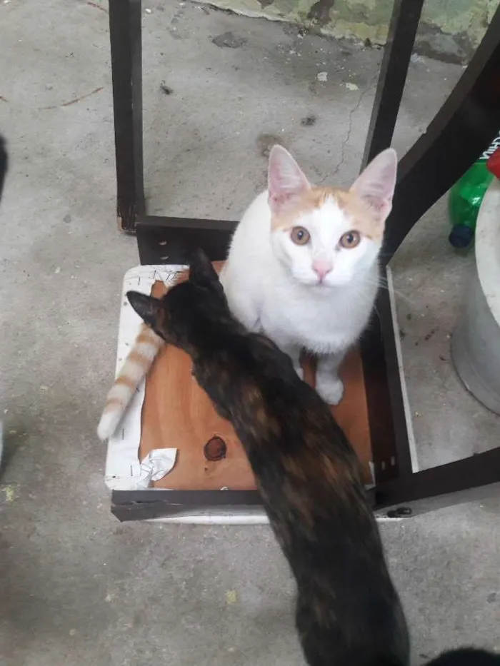 Gato ra a Vira lata idade 2 a 6 meses nome Babel