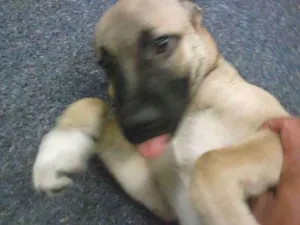 Cachorro raça SRD idade 2 a 6 meses nome Sem.nome