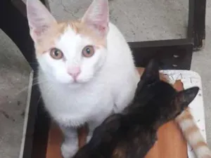 Gato raça Vira lata idade 2 a 6 meses nome Babel