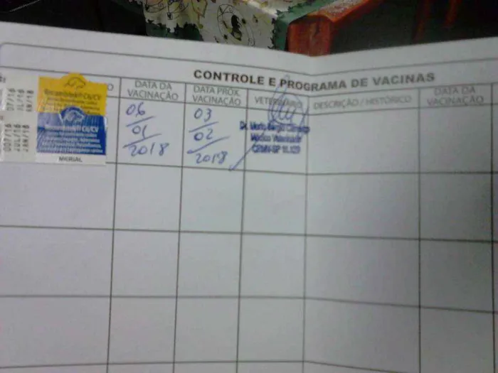 Cachorro ra a SRD idade 2 a 6 meses nome Sem.nome