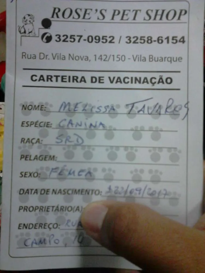 Cachorro ra a SRD idade 2 a 6 meses nome Sem.nome