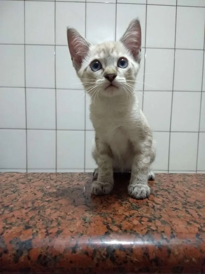 Gato ra a siames idade 2 a 6 meses nome Zoe
