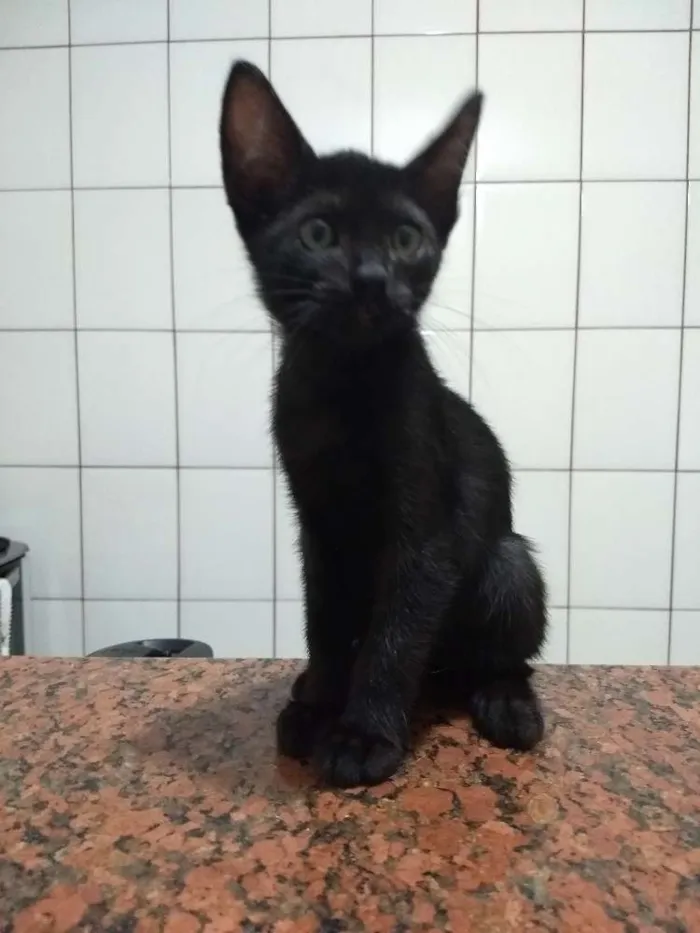 Gato ra a siames idade 2 a 6 meses nome Dory