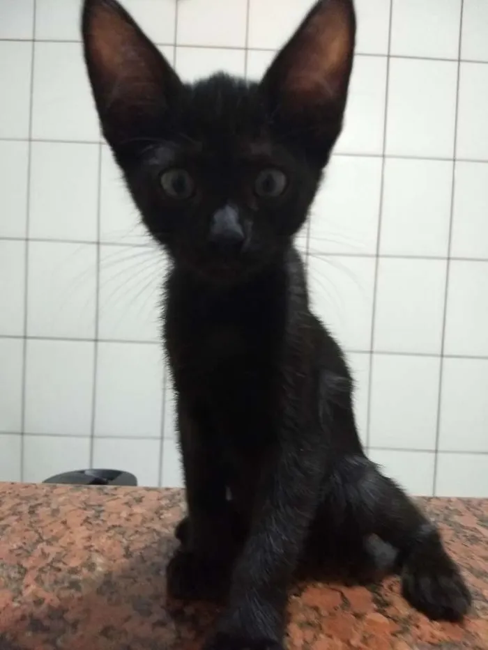Gato ra a siames idade 2 a 6 meses nome Dory