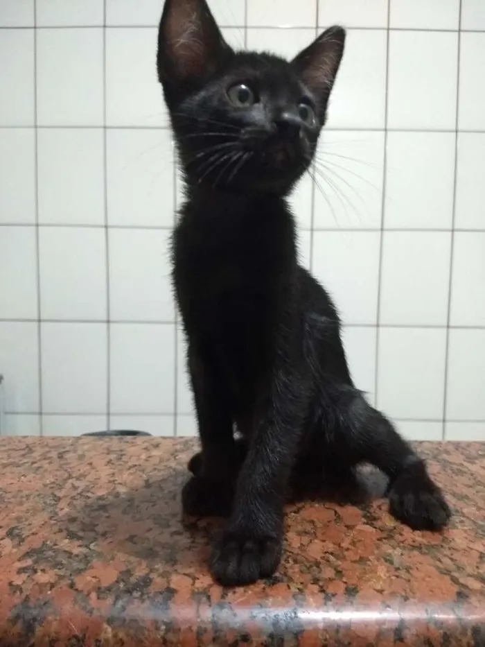 Gato ra a siames idade 2 a 6 meses nome Dory