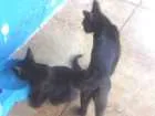 Gato raça  idade 2 a 6 meses nome Chaninha e Black