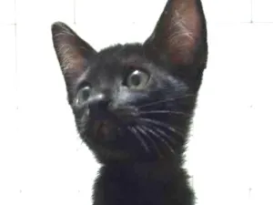 Gato raça siames idade 2 a 6 meses nome Dory