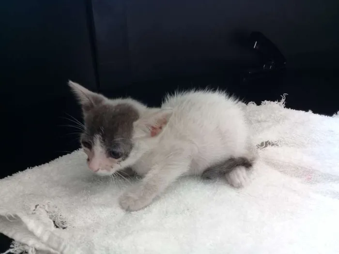 Gato raça SRD idade Abaixo de 2 meses nome Não sei