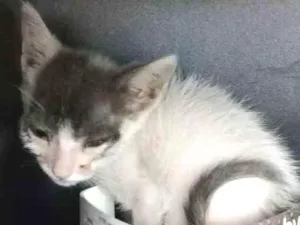 Gato raça SRD idade Abaixo de 2 meses nome Não sei