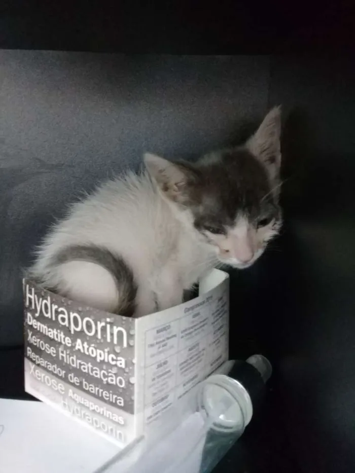Gato raça SRD idade Abaixo de 2 meses nome Não sei