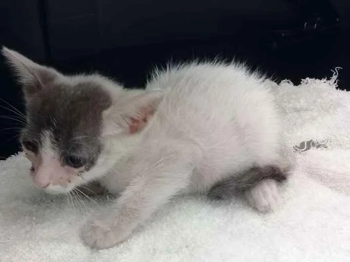 Gato raça SRD idade Abaixo de 2 meses nome Não sei