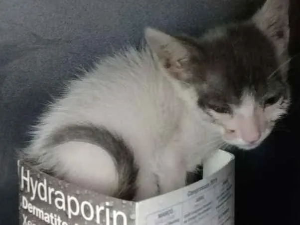 Gato raça SRD idade Abaixo de 2 meses nome Não sei