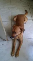 Cachorro raça Vira-Lata idade 1 ano nome Mel e Branquinha