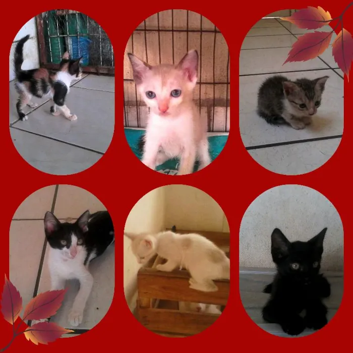 Gato raça Raças Misturadas idade 2 a 6 meses nome A Escolha do Dono