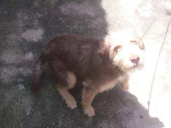 Cachorro ra a Não tem ou eu não sei idade 2 a 6 meses nome Back