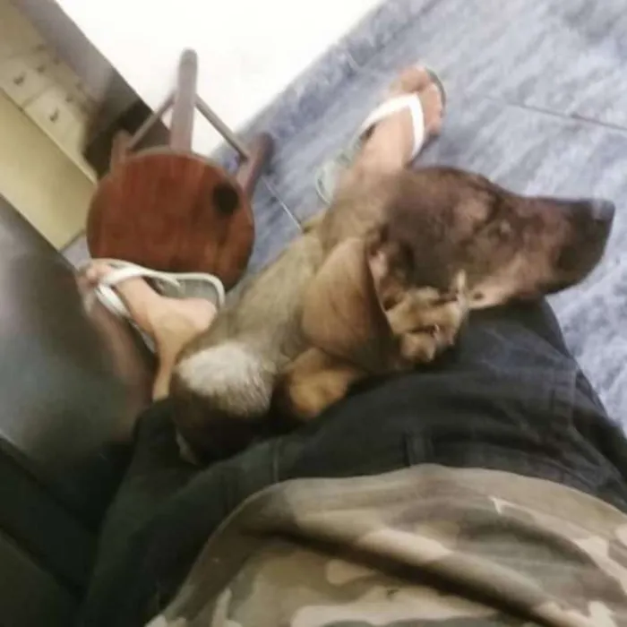 Cachorro ra a Vira lata idade 2 a 6 meses nome Thor