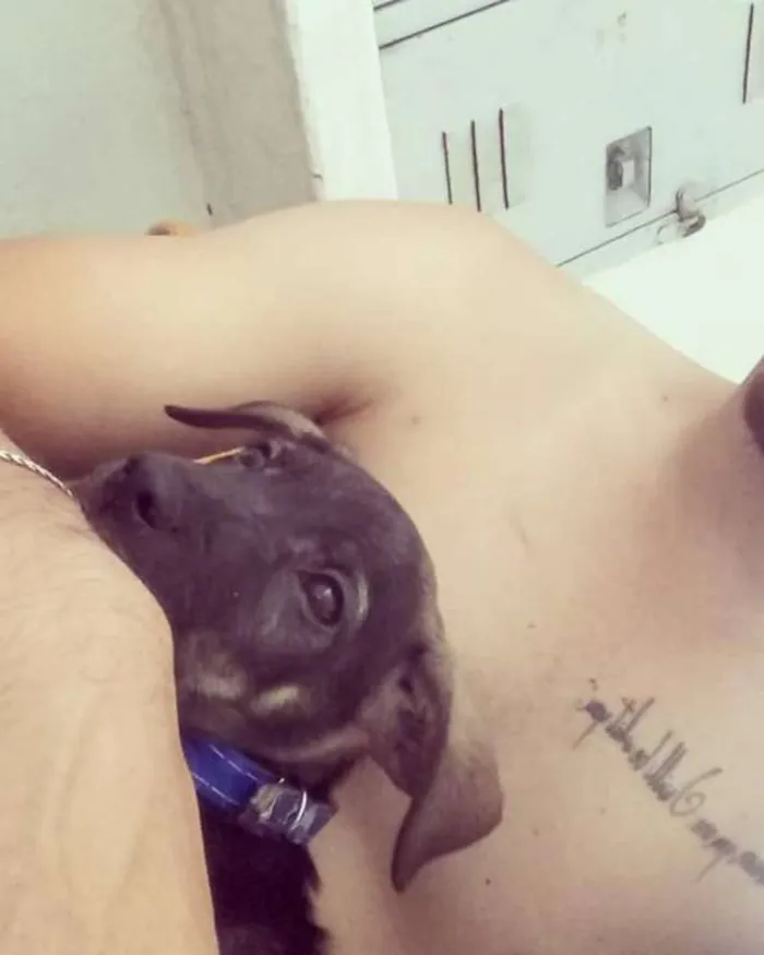 Cachorro ra a Vira lata idade 2 a 6 meses nome Thor