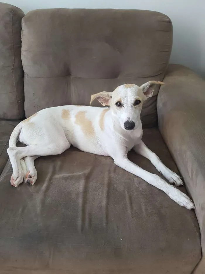 Cachorro ra a SRD idade 7 a 11 meses nome Duda