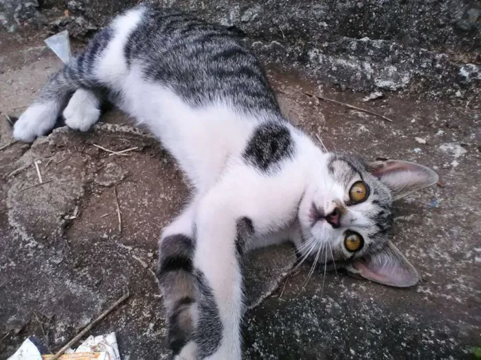 Gato ra a Vira Lata idade 2 a 6 meses nome Sem nome