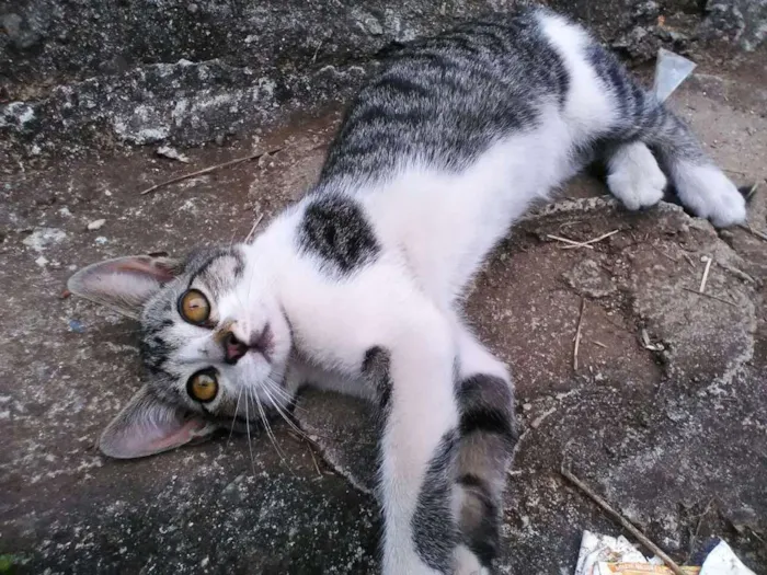 Gato ra a Vira Lata idade 2 a 6 meses nome Sem nome