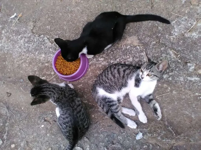 Gato ra a Vira Lata idade 2 a 6 meses nome Sem nome