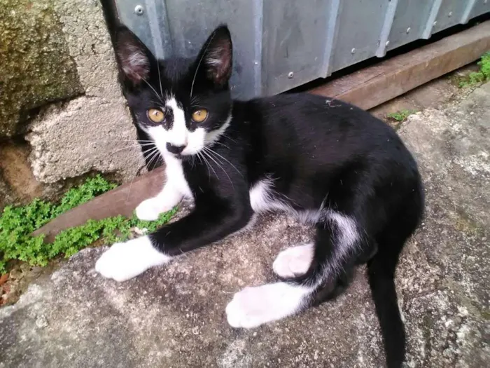 Gato ra a Vira Lata idade 2 a 6 meses nome Sem nome